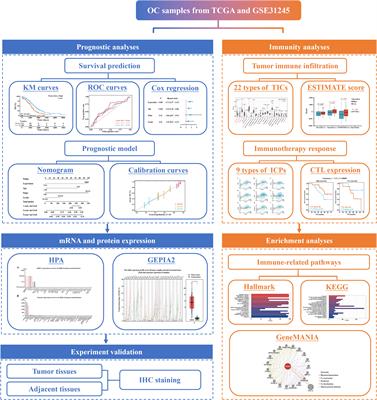 Elafin is related to immune infiltration and could predict the poor prognosis in ovarian cancer